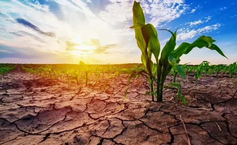 Sequía en el sudoeste bonaerense: provincia declara emergencia agropecuaria en tres distritos