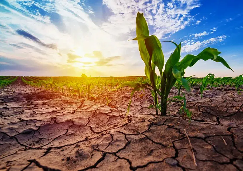 Sequía en el sudoeste bonaerense: provincia declara emergencia agropecuaria en tres distritos