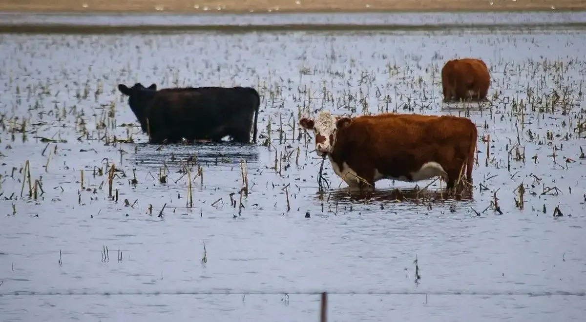 Declarada la emergencia agropecuaria en diez distritos bonaerenses por las inundaciones