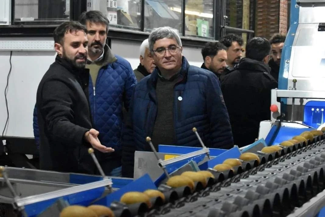 General Alvarado: el kiwi crece con más producción, empleo y llegada a mercados internacionales